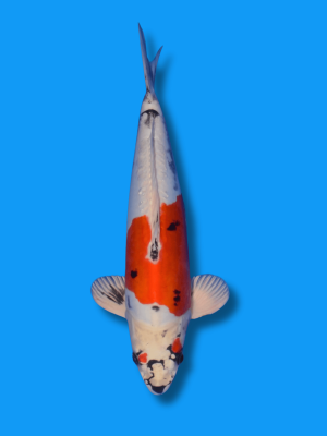 Beni Kikokuryu | Koi&Co.